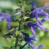 salvia guaranitica