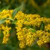 goldenrod