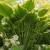 hosta