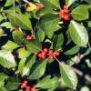 winterberry-Ilex verticillata