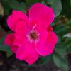 Knock-out rose