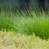 prairie-dropseed