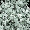 Artemisia stellerana