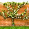 Espalier
