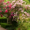 garden trees