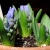 hyacintha in a pot 