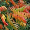 sumac