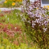 green roof garden