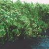 phragmites-australis