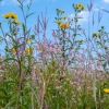 Prairie