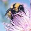 bee pollinating native plant 