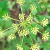 wild-parsnip
