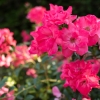 rose bush