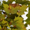 Anthracnose