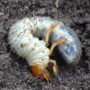 white grub beetle