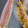 aphidoidea