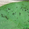 aphids