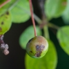 apple scab
