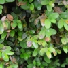 boxwood-blight