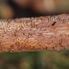 dutch elm desease
