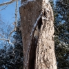 Frost crack sycamore tree