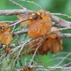 Gymnosporangium Rusts