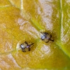 Armored scale insect