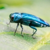 Emerald ash borer