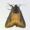 Macronoctua onusta moth