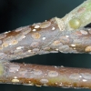 magnolia scale