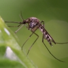 mosquitoe