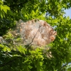 webworm