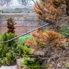 Shrubs trees winter damage