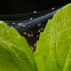 Spider mites-stock