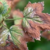 Verticillium wilt-stock
