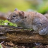 Vole stock