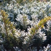 winter bush
