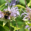 rusty patched bumble bee