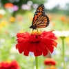 pollinator on a zinnia