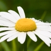 shasta-daisy