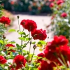 rose-garden-september