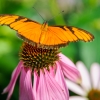 pollinator on a coneflower