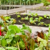 raised beds