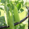 peas