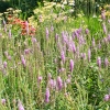 Native Grasses