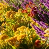 celosia