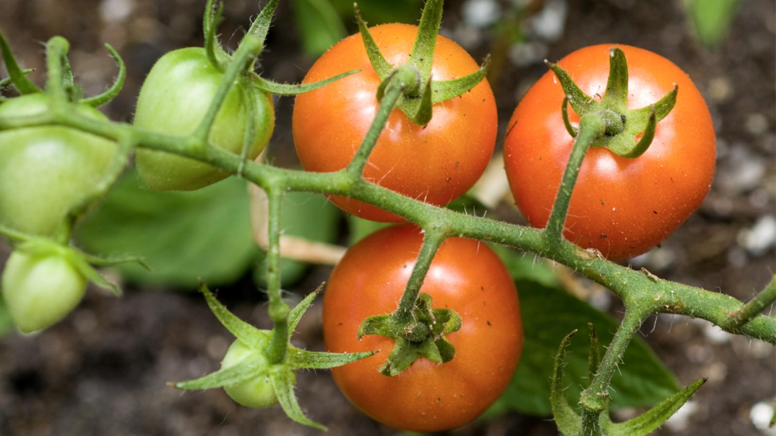 Zapotec Ribbed Tomato Seeds | Terroir Seeds, image size:1600x900