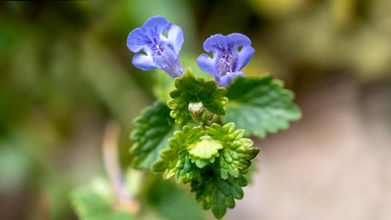 Ten Weeds to Pull Now | Chicago Botanic Garden, image size:1600x900