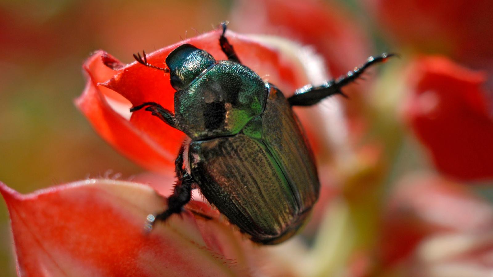 Japanese Beetles | Chicago Botanic Garden