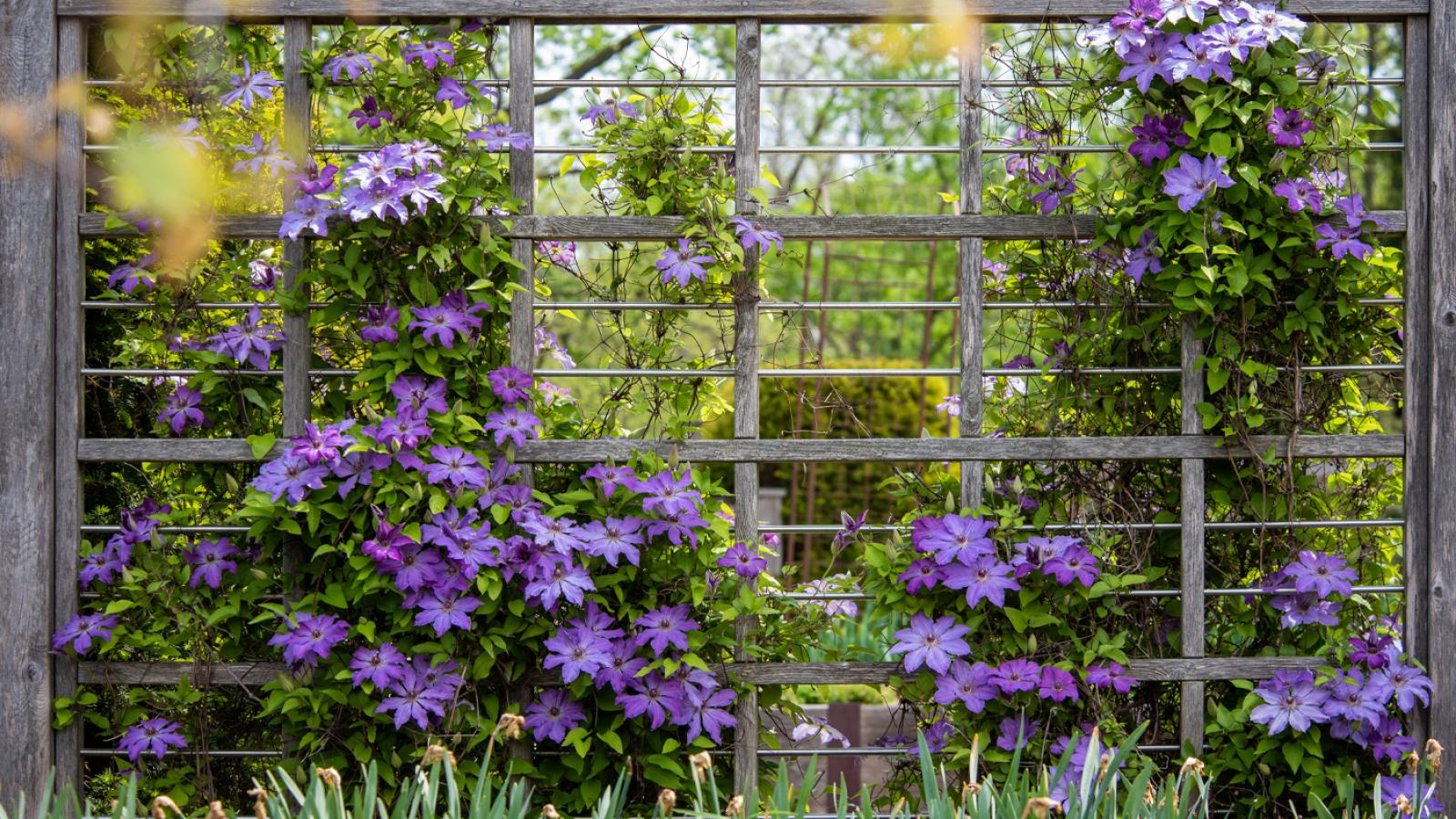 Up, Up and Away | Chicago Botanic Garden